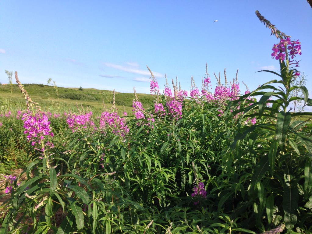 fireweed