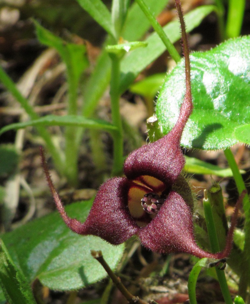 wild ginger 2