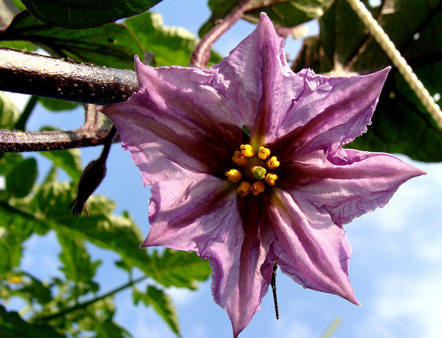 eggplant_flower.2012