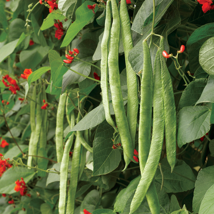 love-the-lovely-runner-beans-pebble-and-fern-market-garden