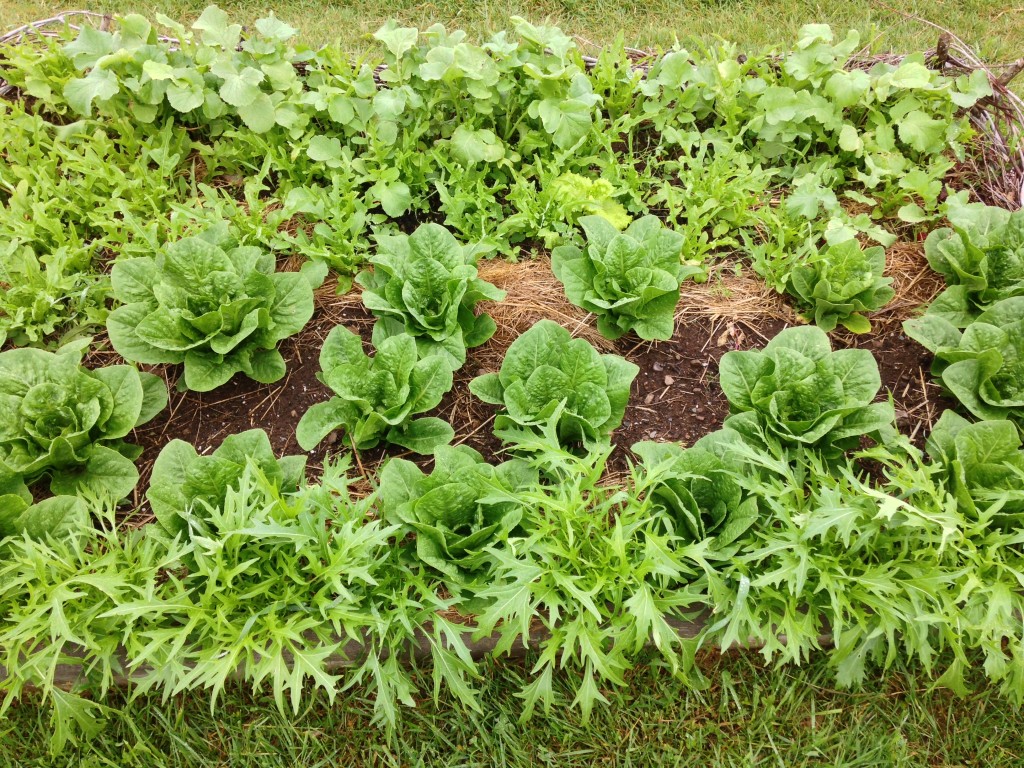 pebble and fern market garden little anse ns