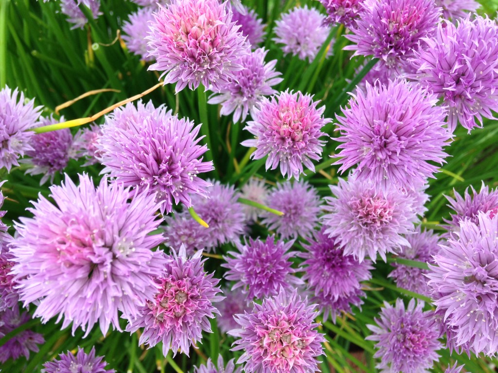 Flower Fireworks