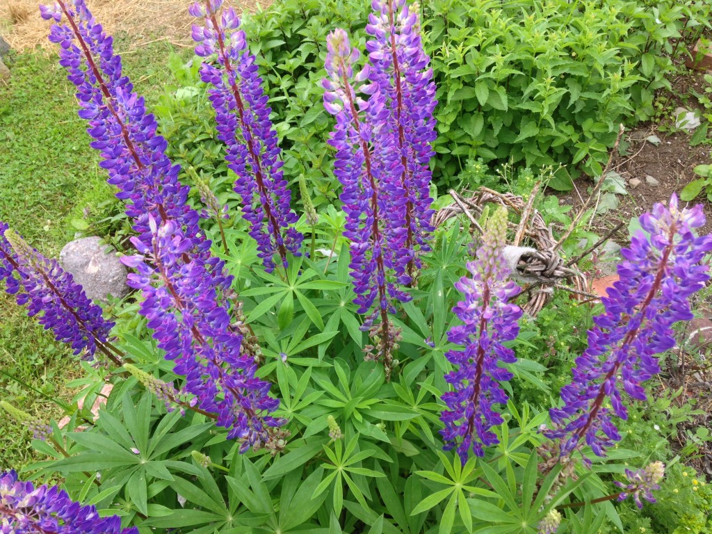 Lovely Lupins