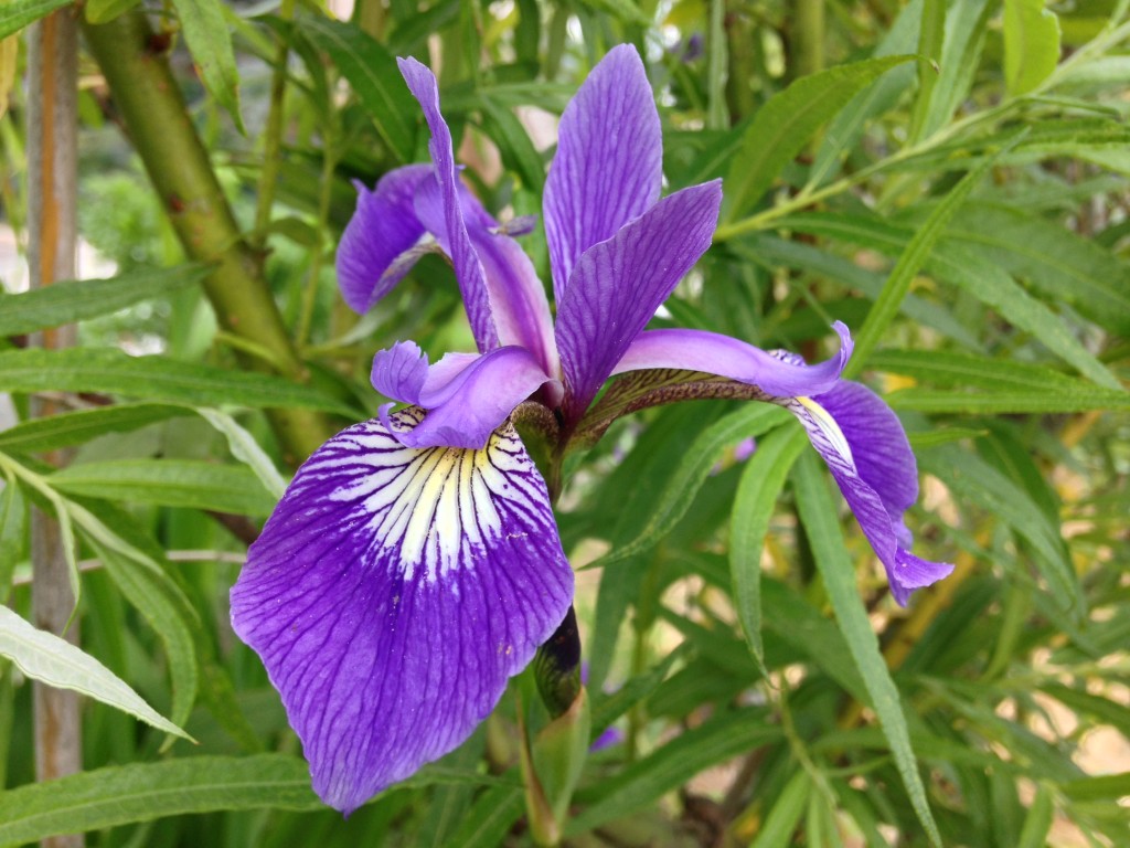 Blue Flag Iris