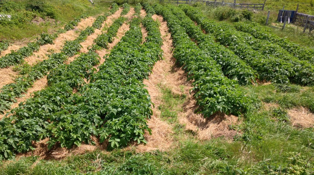 Cap Rouge Potato Field
