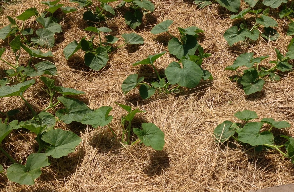 Mulching Squash Plants