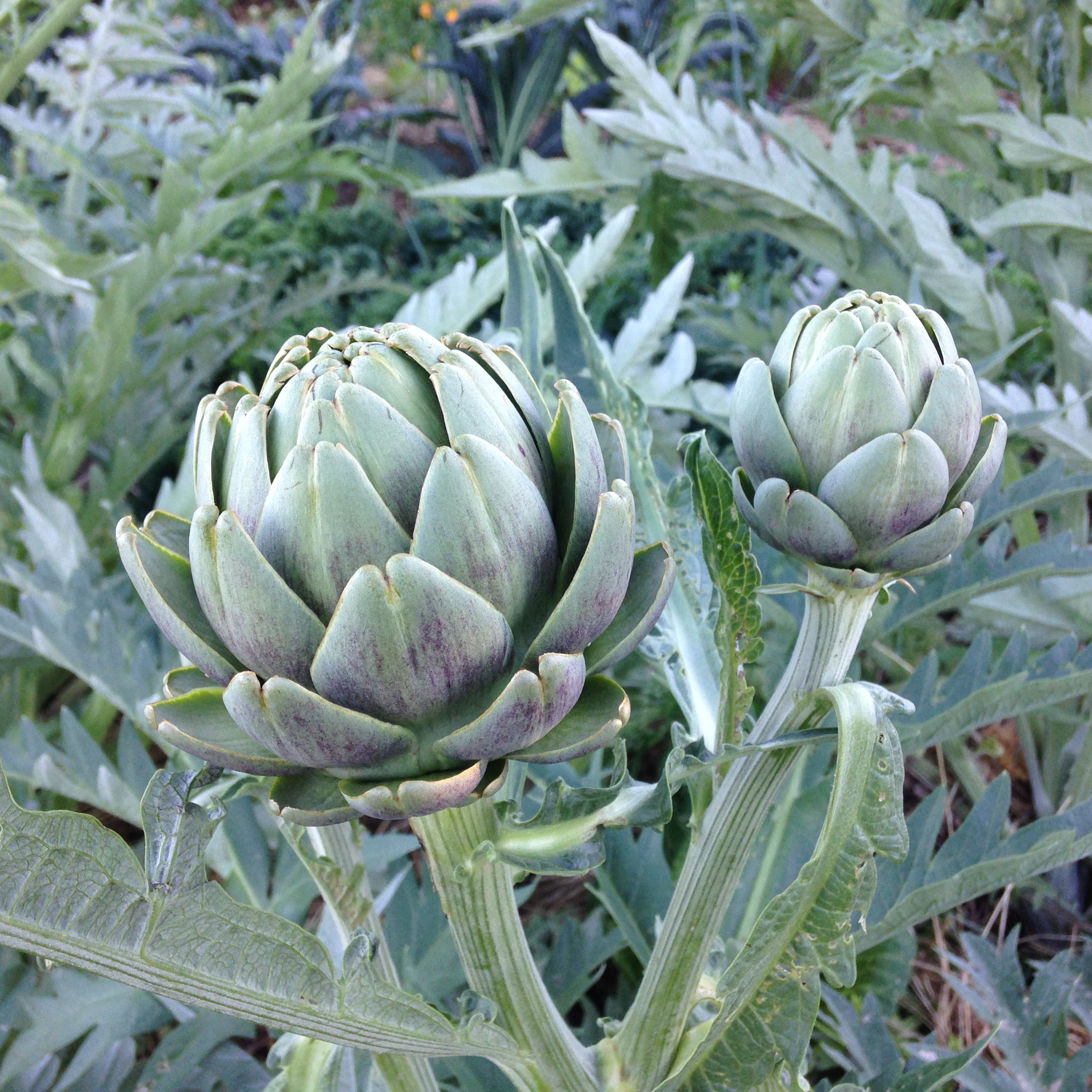 Okeydokey Artichokey Pebble and Fern Market Garden