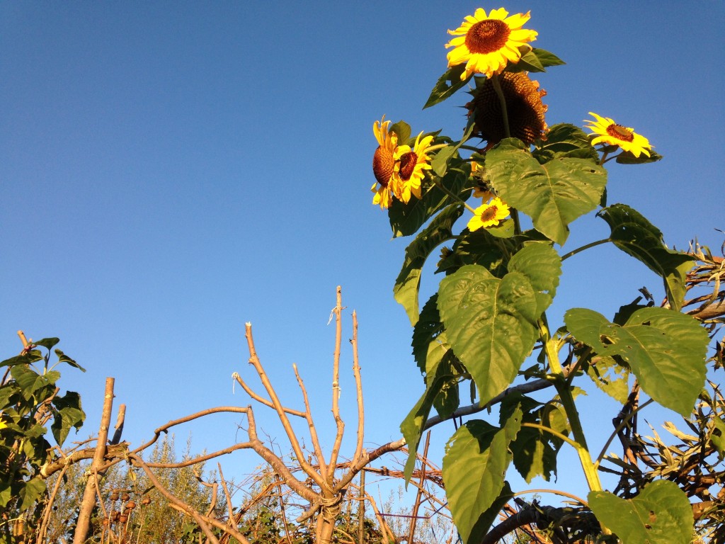 sunflower powered by comfrey pebble and fern market garden