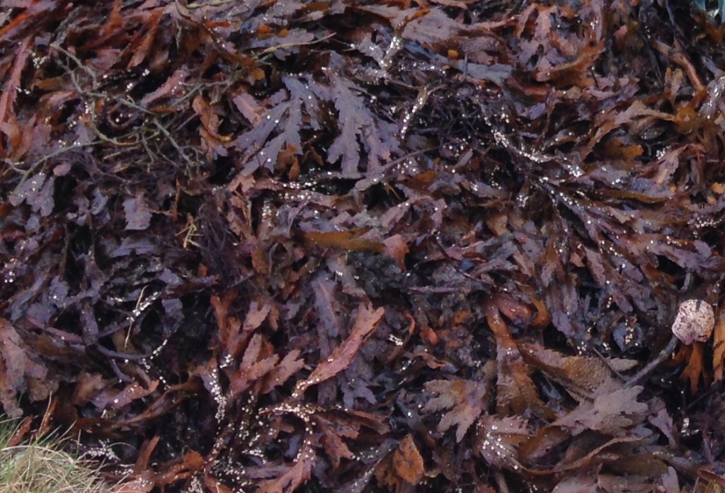 Kelp fertilizer pebble and fern market garden