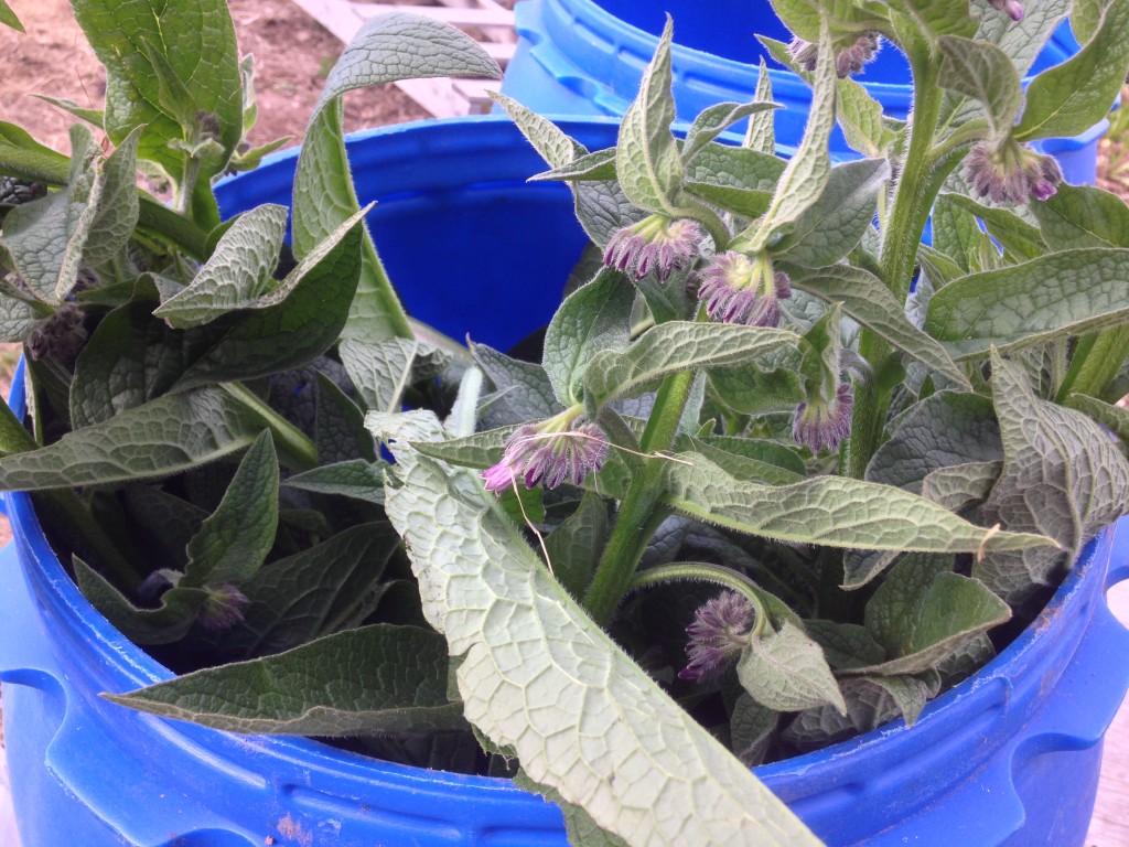 comfrey fertilizer pebble and fern market garden