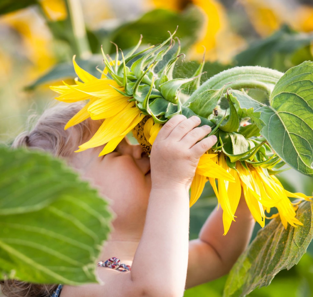 sunflower