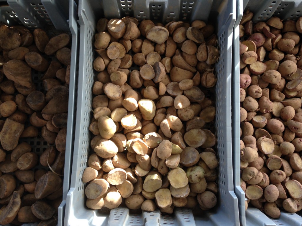 2016 Seed Potatoes