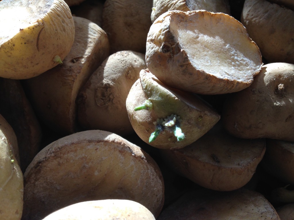Green Mountain Seed Potato