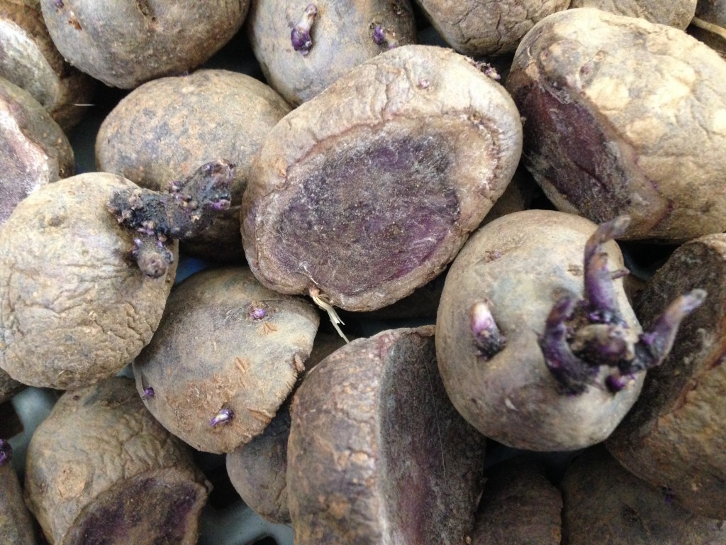 River John Blue Seed Potato