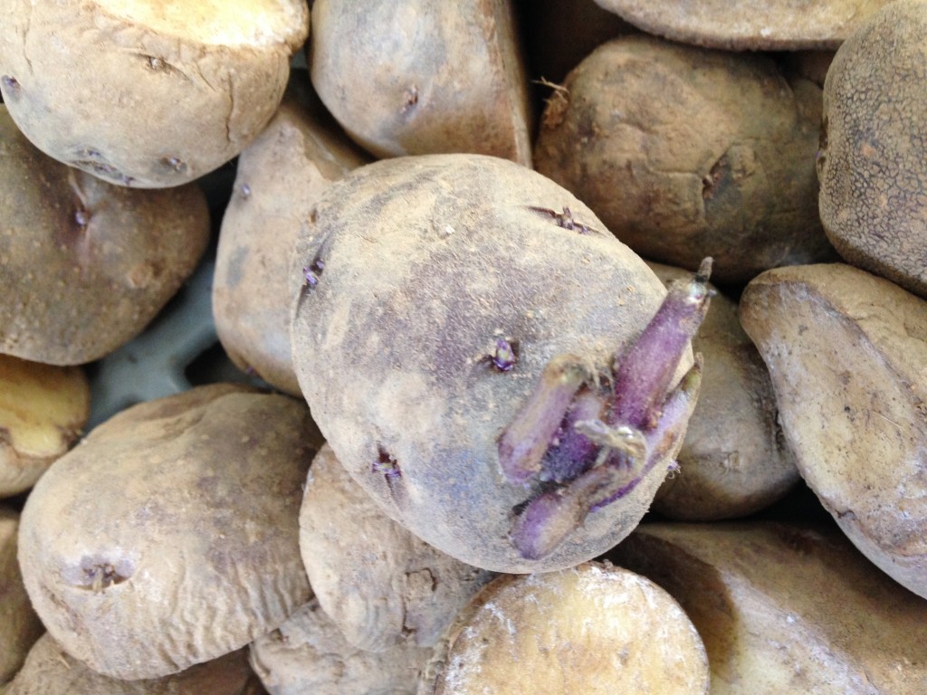 Caribe Seed Potato