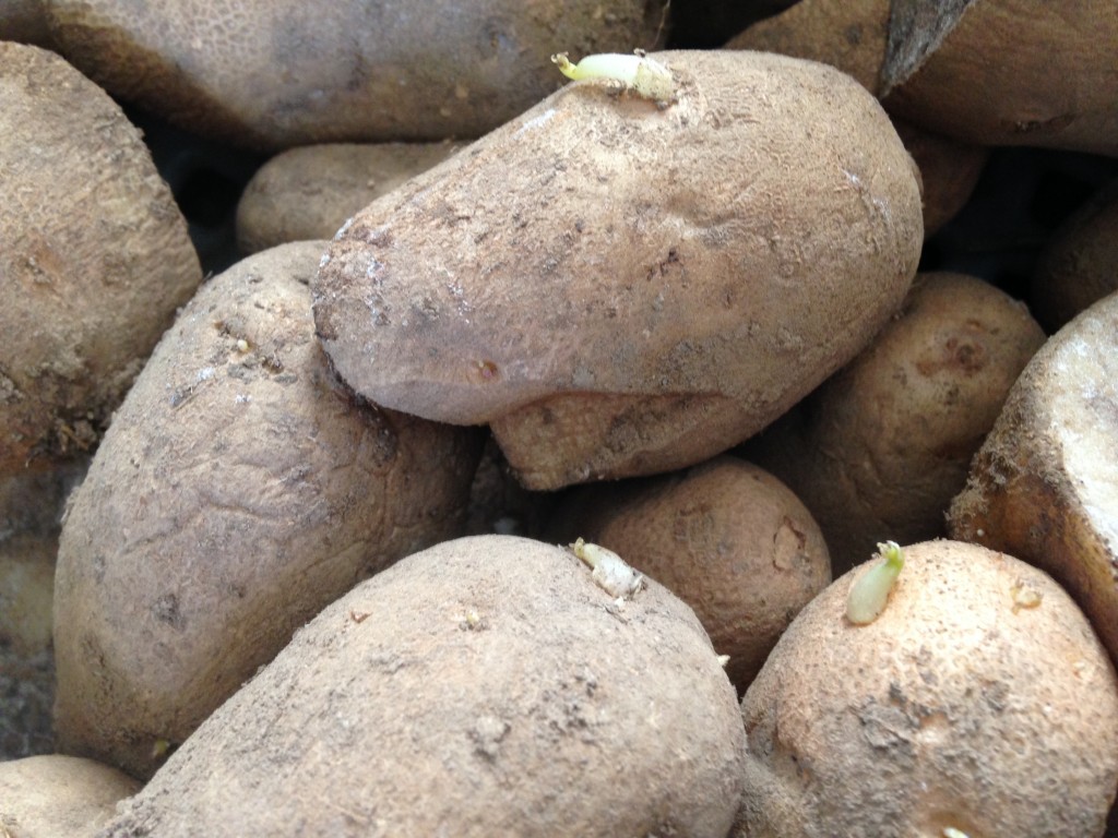 Russet Seed Potato